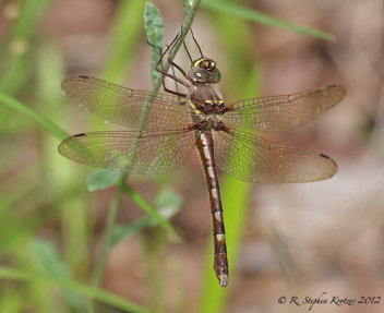 Didymops transversa, female